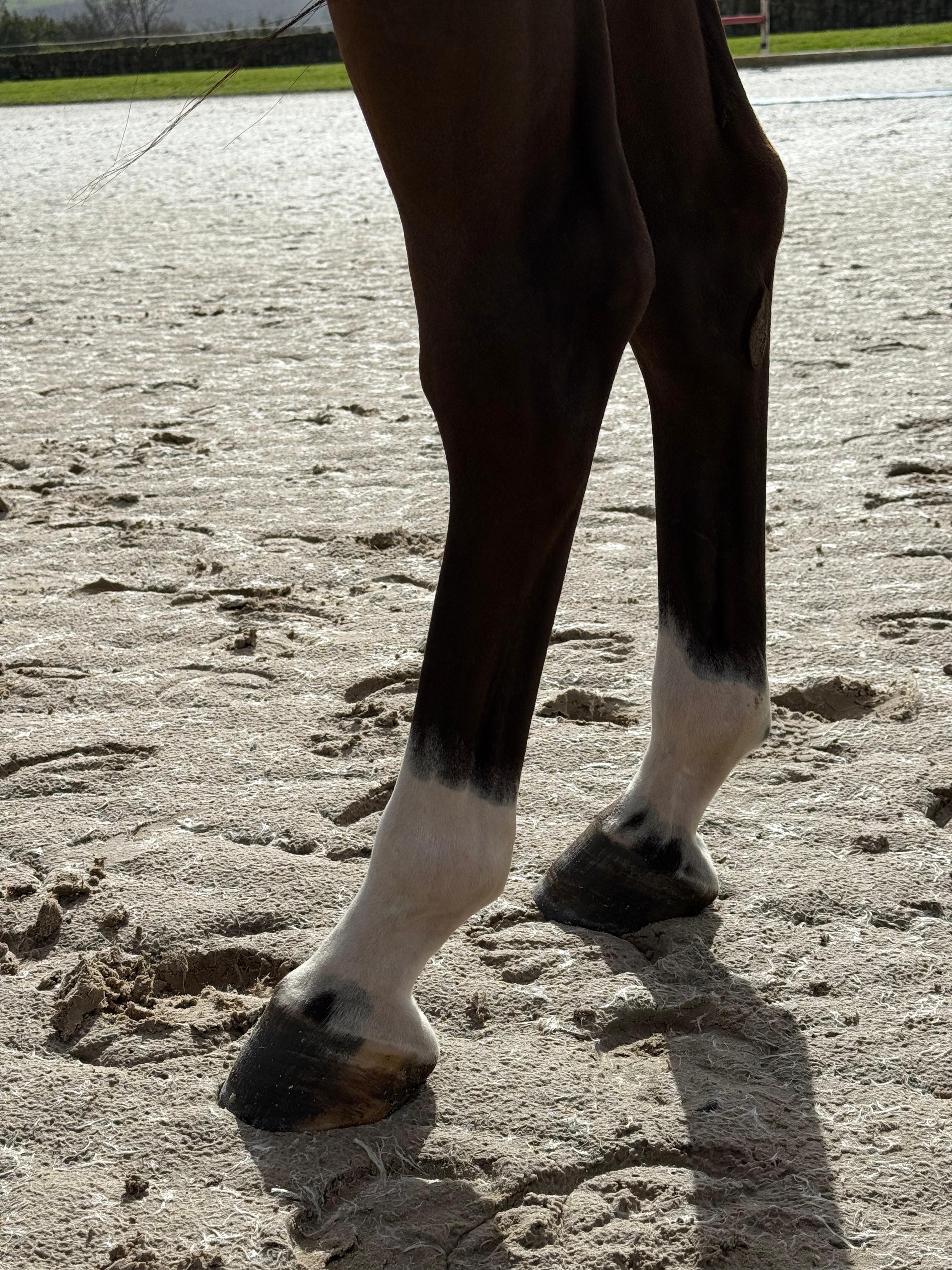 horse